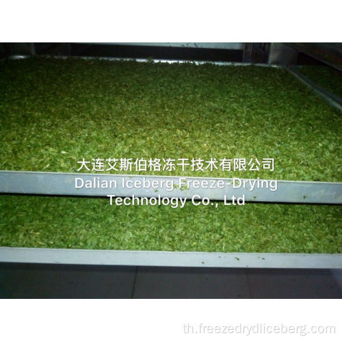 Spring Onion Freeze Dryer